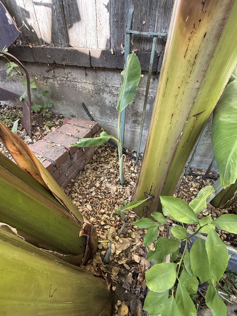Free Thai Banana trees