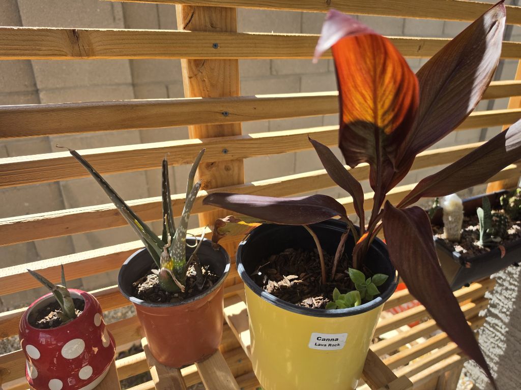 Free plants, I have palm, succulents and Lilly to give away. The plants on rack.