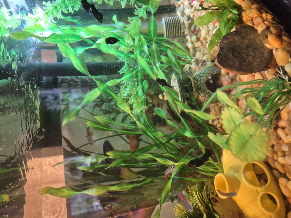 Free Tropical fish (molly all black) east bremerton