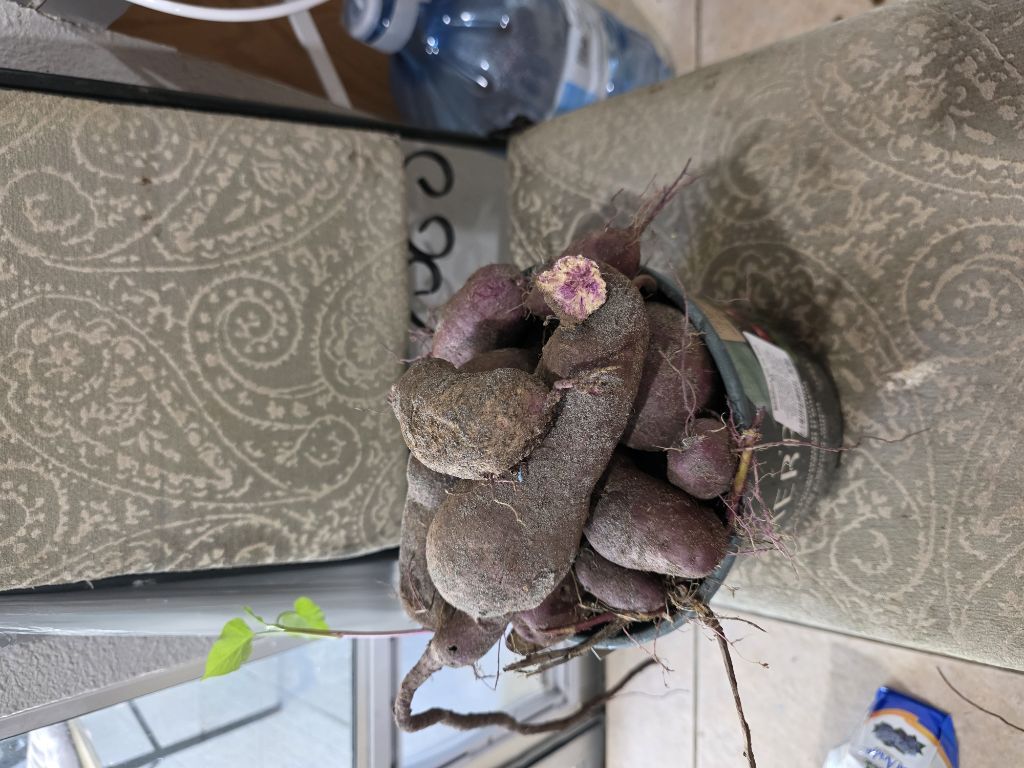 Free Purple Asian Sweet Potatoes and vines