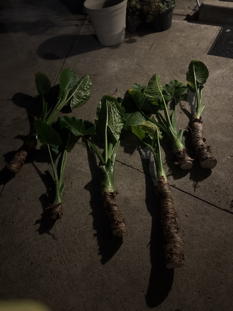 Free elephant plant must come and get by 11 AM. I will reply within the hour of your DM.