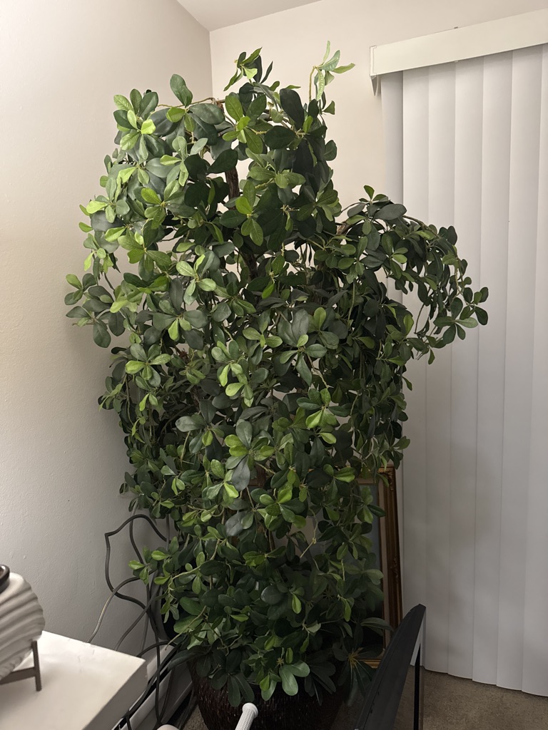 Free Huge Picture and Huge Tree