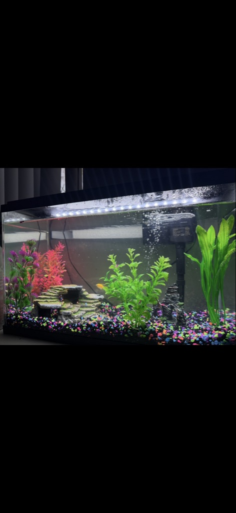 Free Fish Free