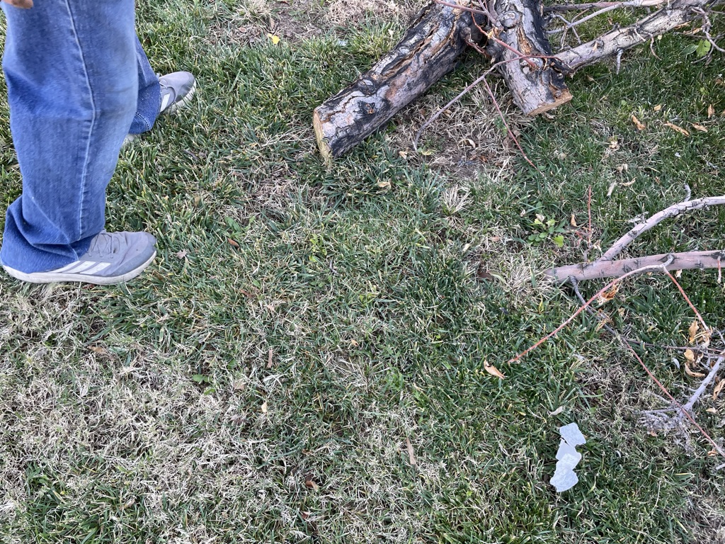 Free Applewood smoker fire wood