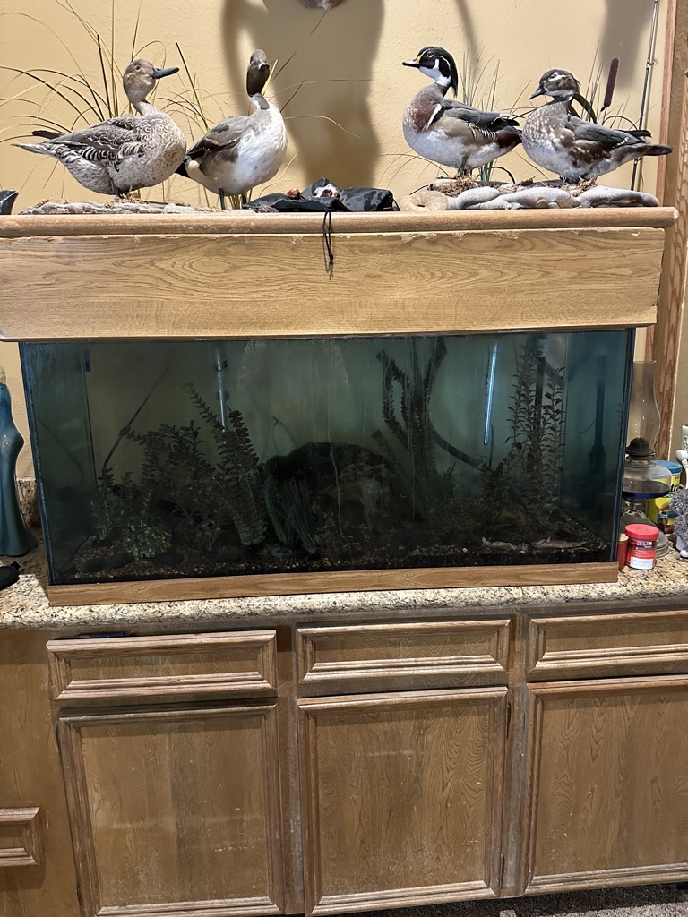 Free 175 gal Fish tank