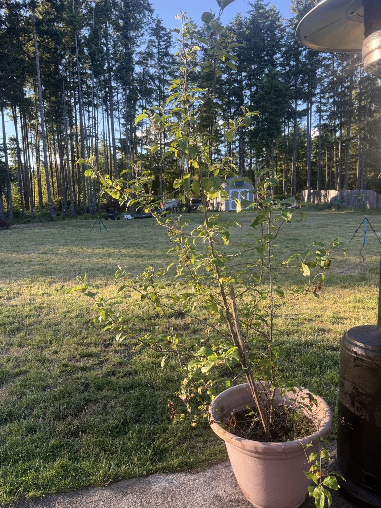 Free Apple tree