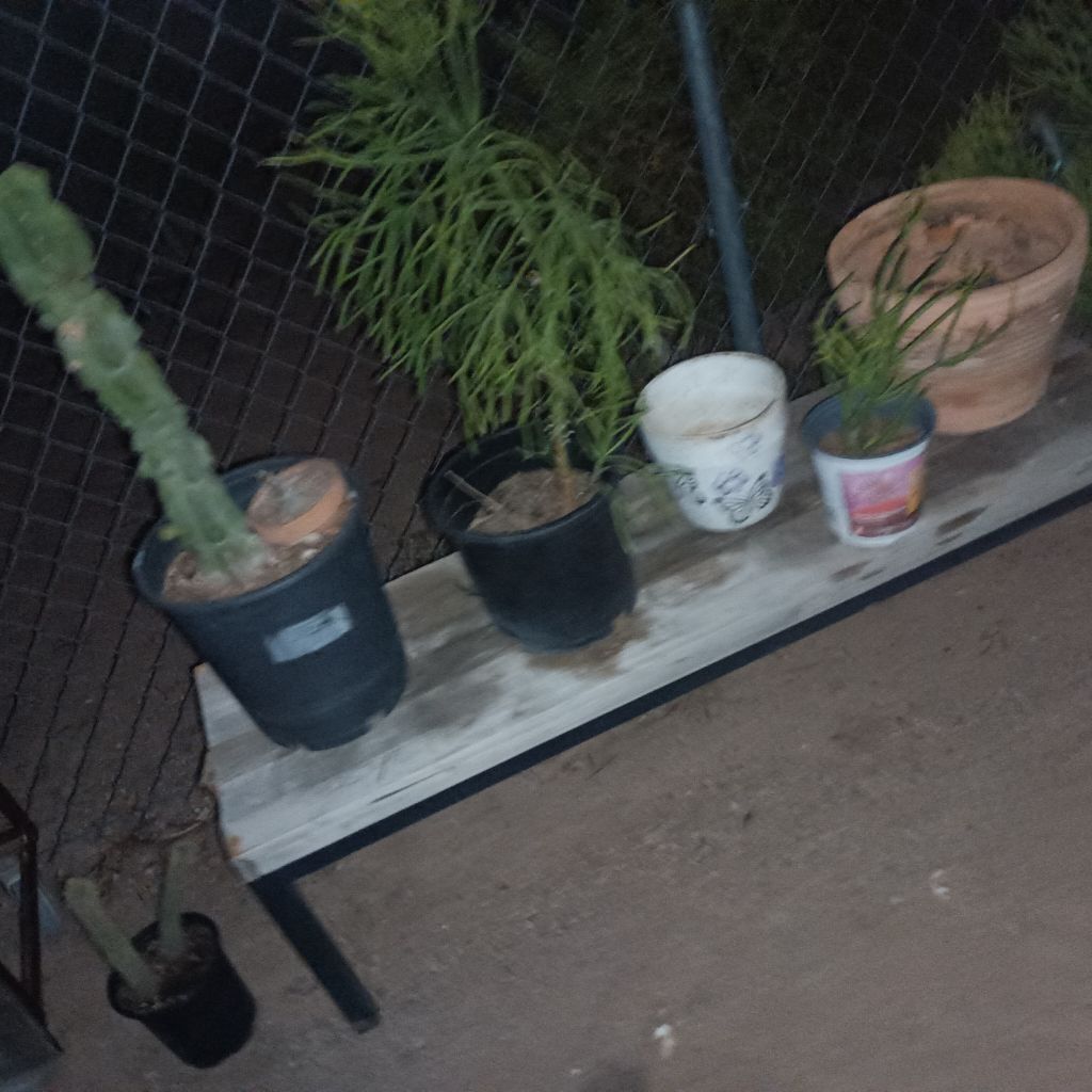 Free plants and things