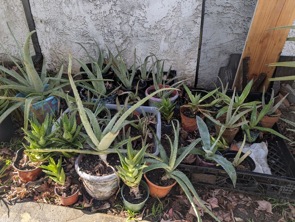 Free Aloe Vera free plants