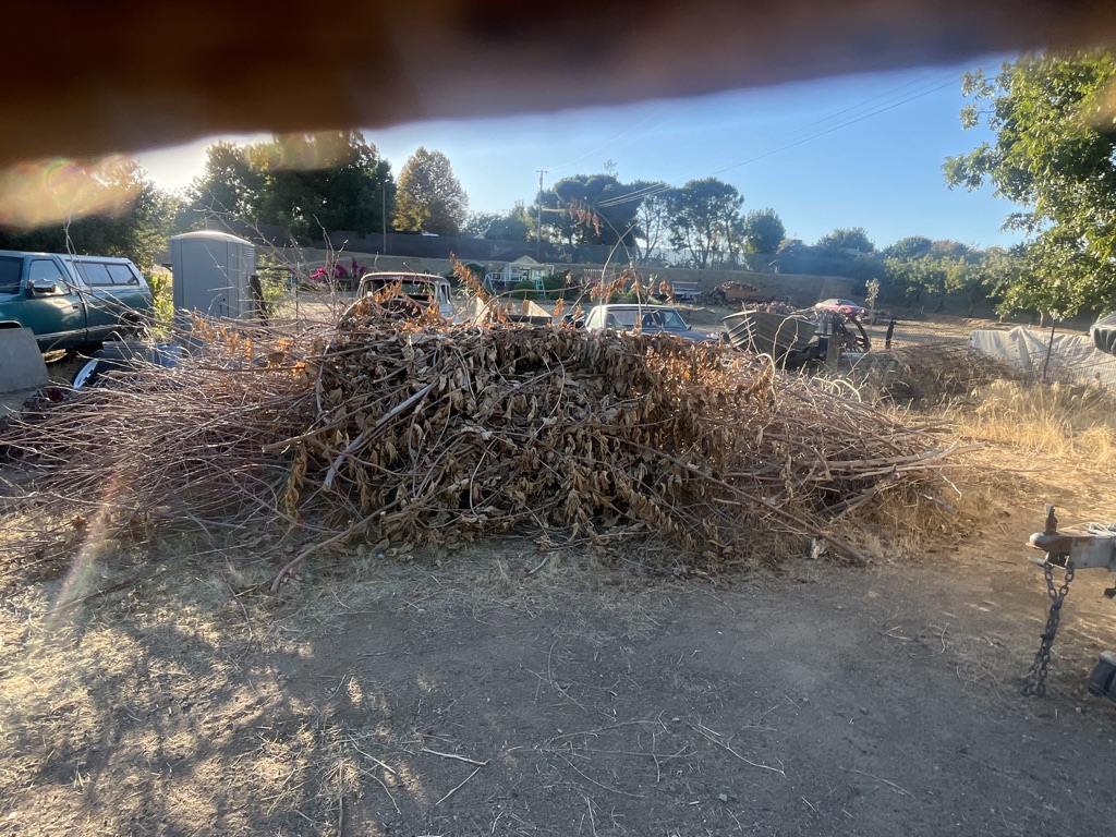 Free 20ft branches dry