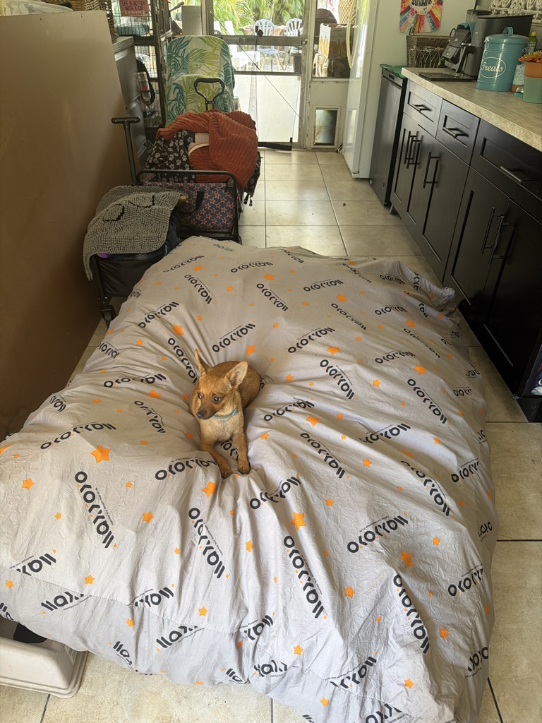 Free Huge Dog Bed or Kids lounge !