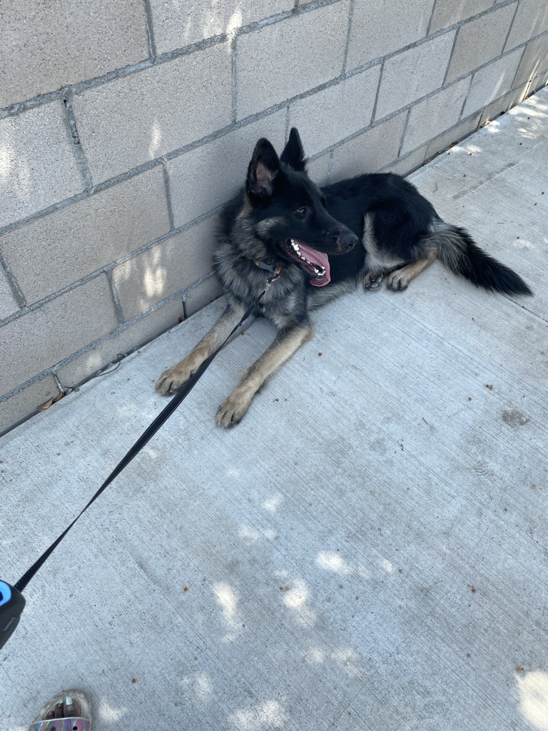 Free Great German Shepherd great family dog great with children