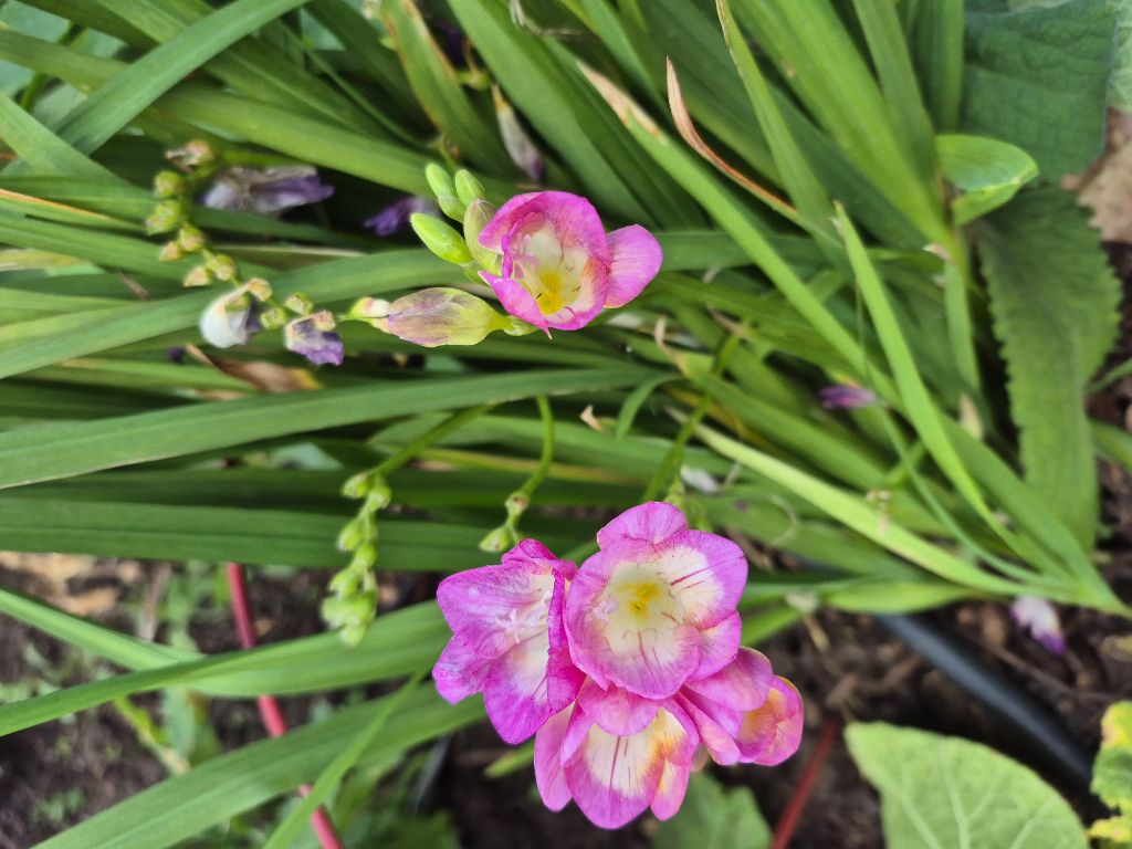 Free Lost/Found orange cat