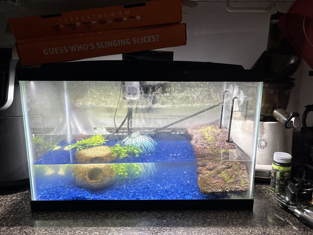 Free 3 baby turtles with tank
