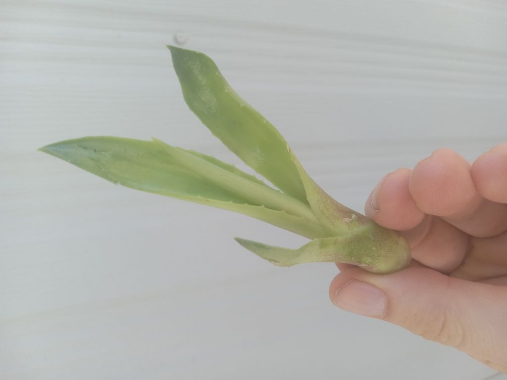 Free Baby century plants small