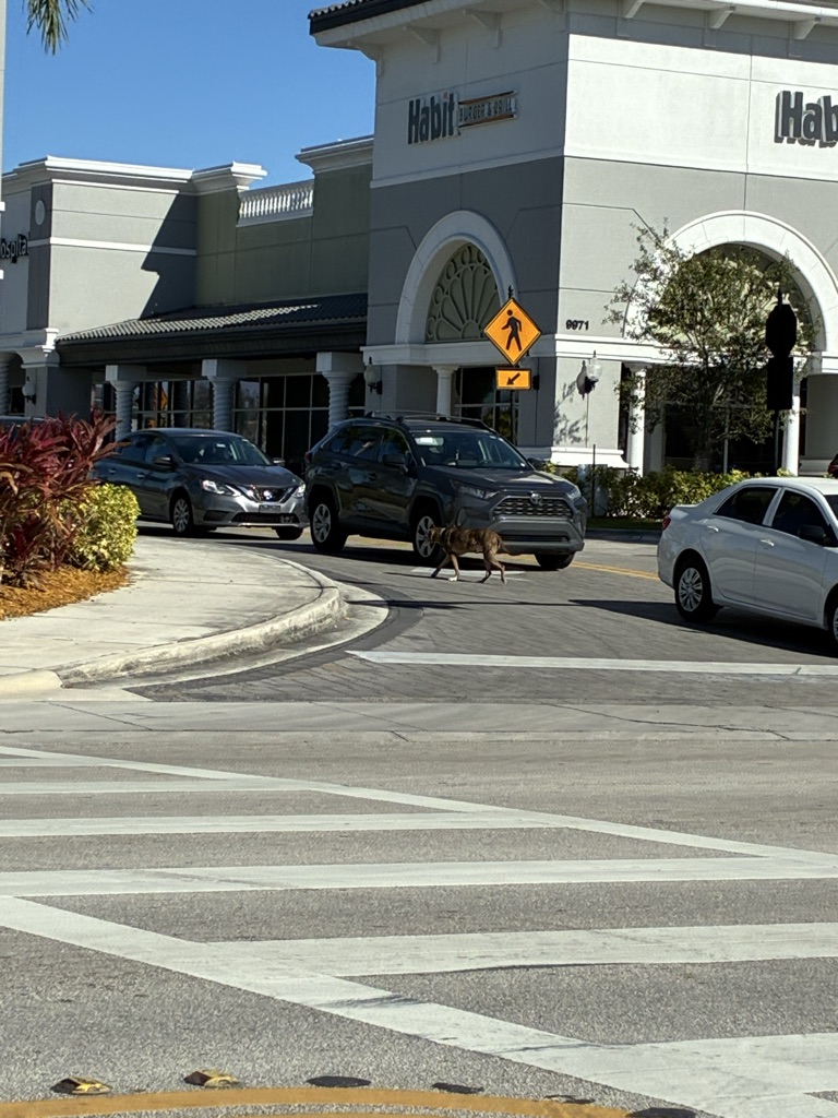 Free Lost dog Flagler and 99 Ave