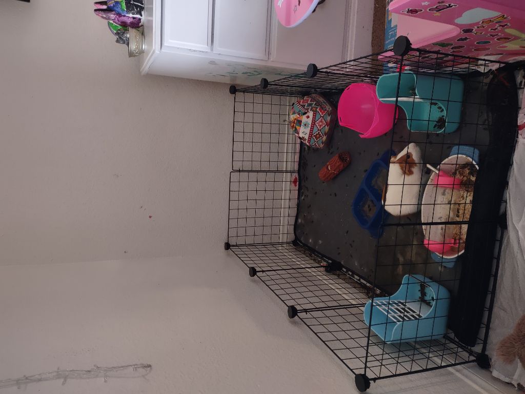 Guinea pig