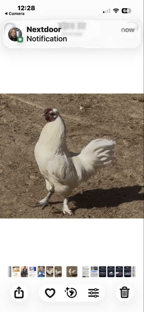 Free Two roosters