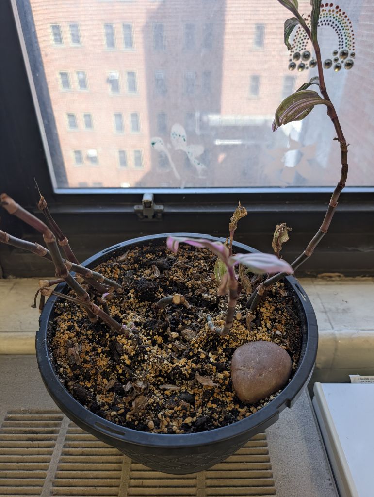 Free Please rescue this plant