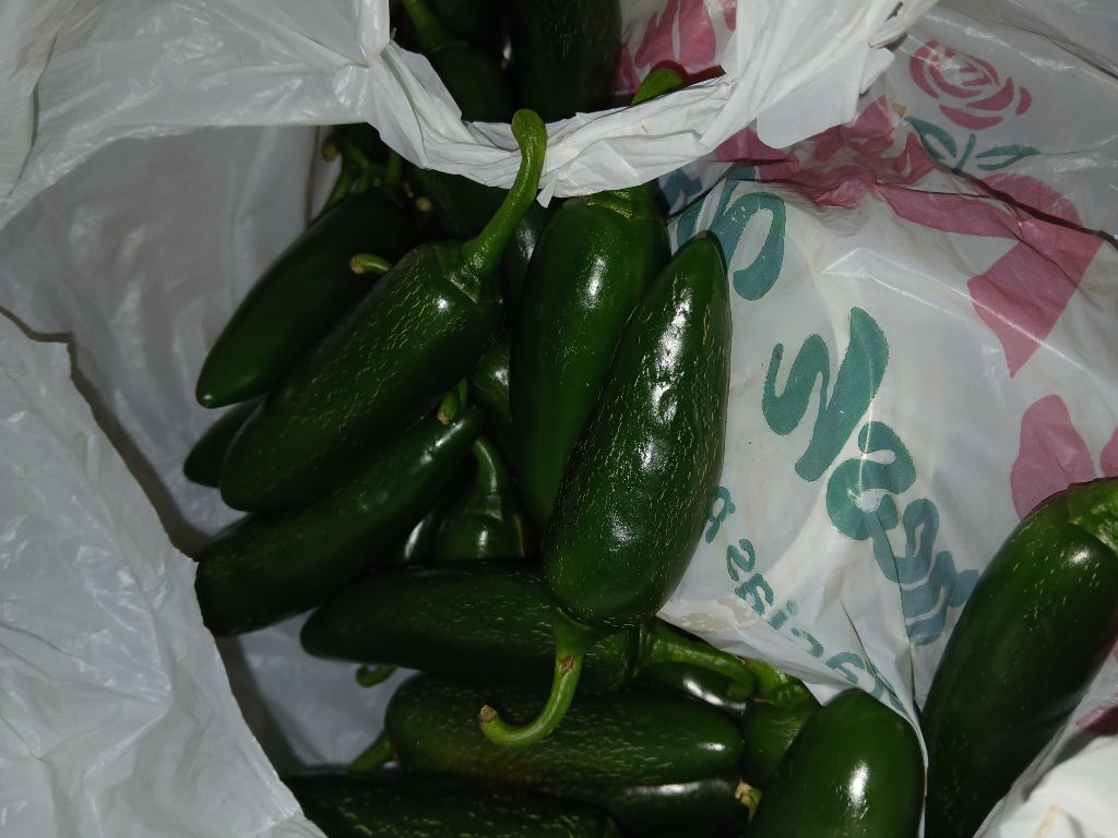Free jalapeños peppers from our garden
