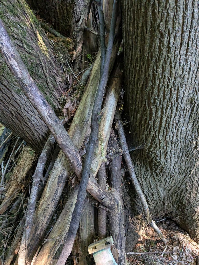 Free Wood