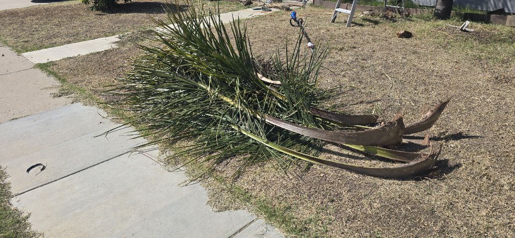 Free Palm Fronds