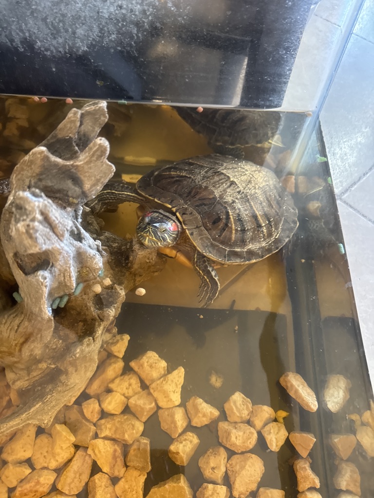 Free Turtle he’s 8