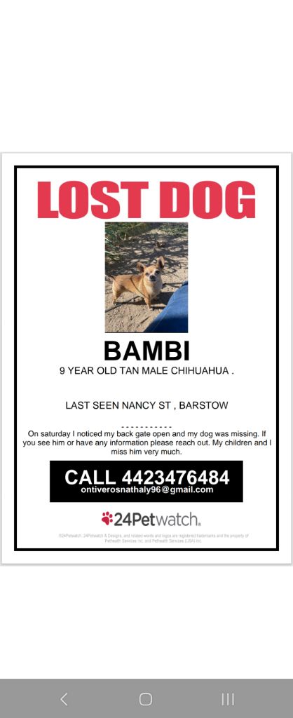 Free Lost dog