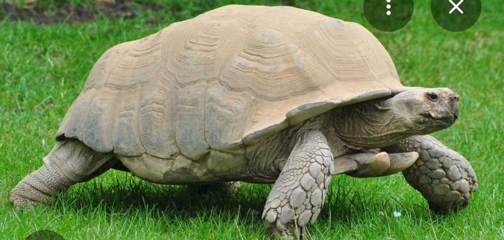 Free Tortoise