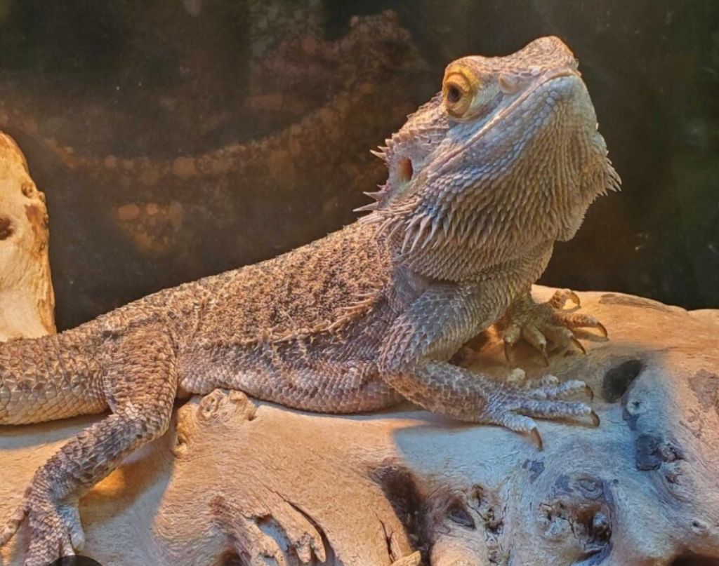 Free Bearded  Dragon