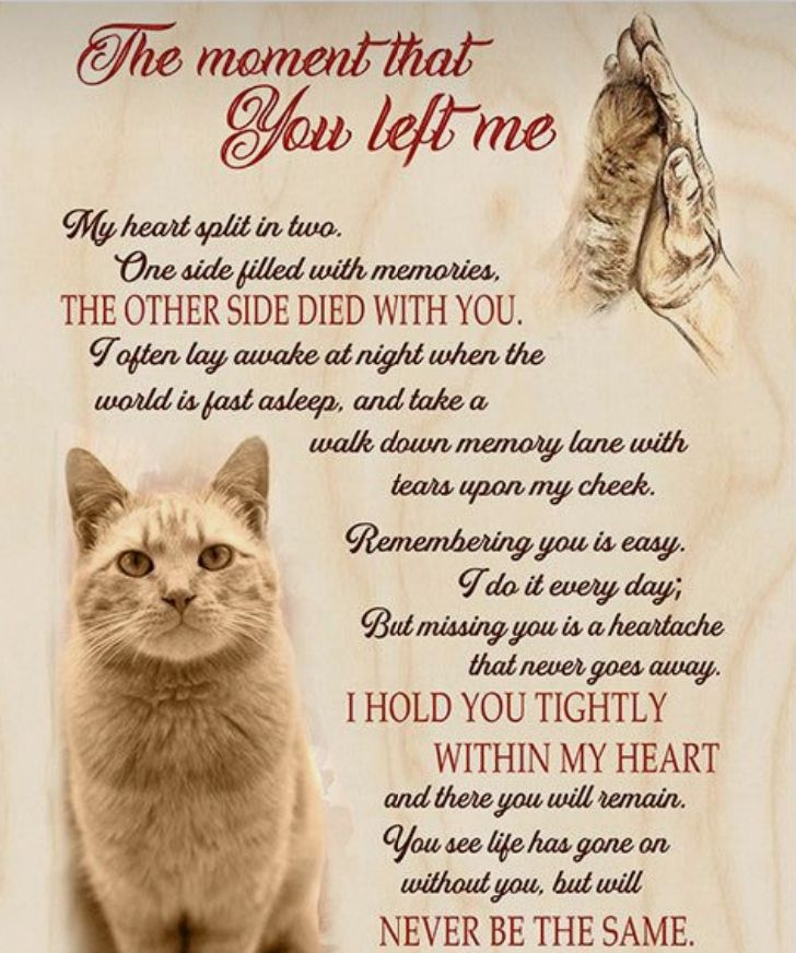 Emotional Support Animals