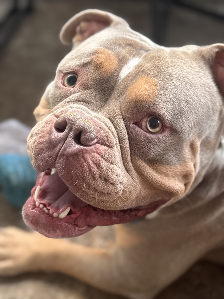 Free Experienced Foster or Foster-to-Adopt Needed – Zero (American Bully)