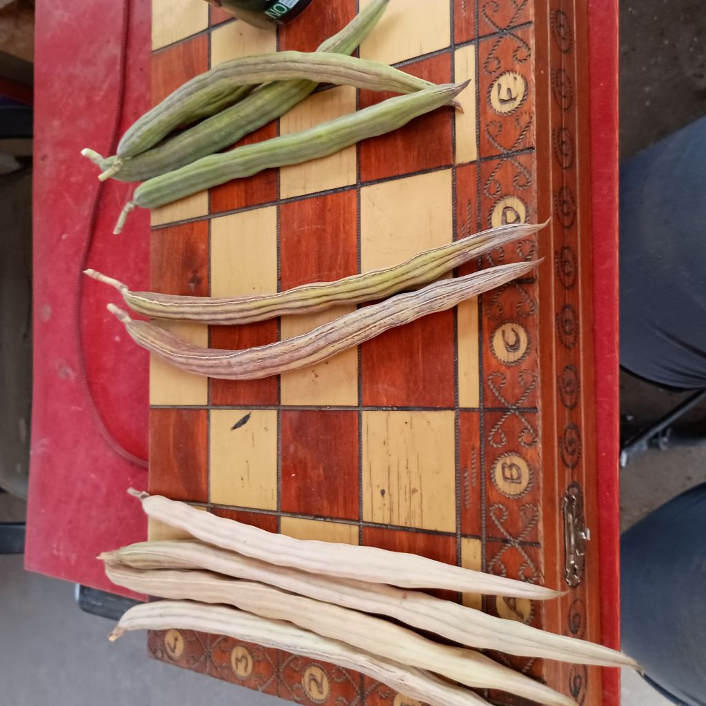Free Moringa seed pods