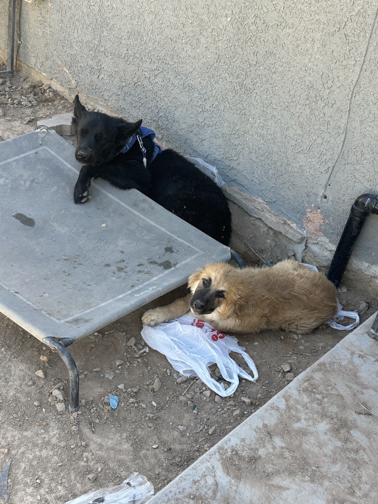 Free Rehome