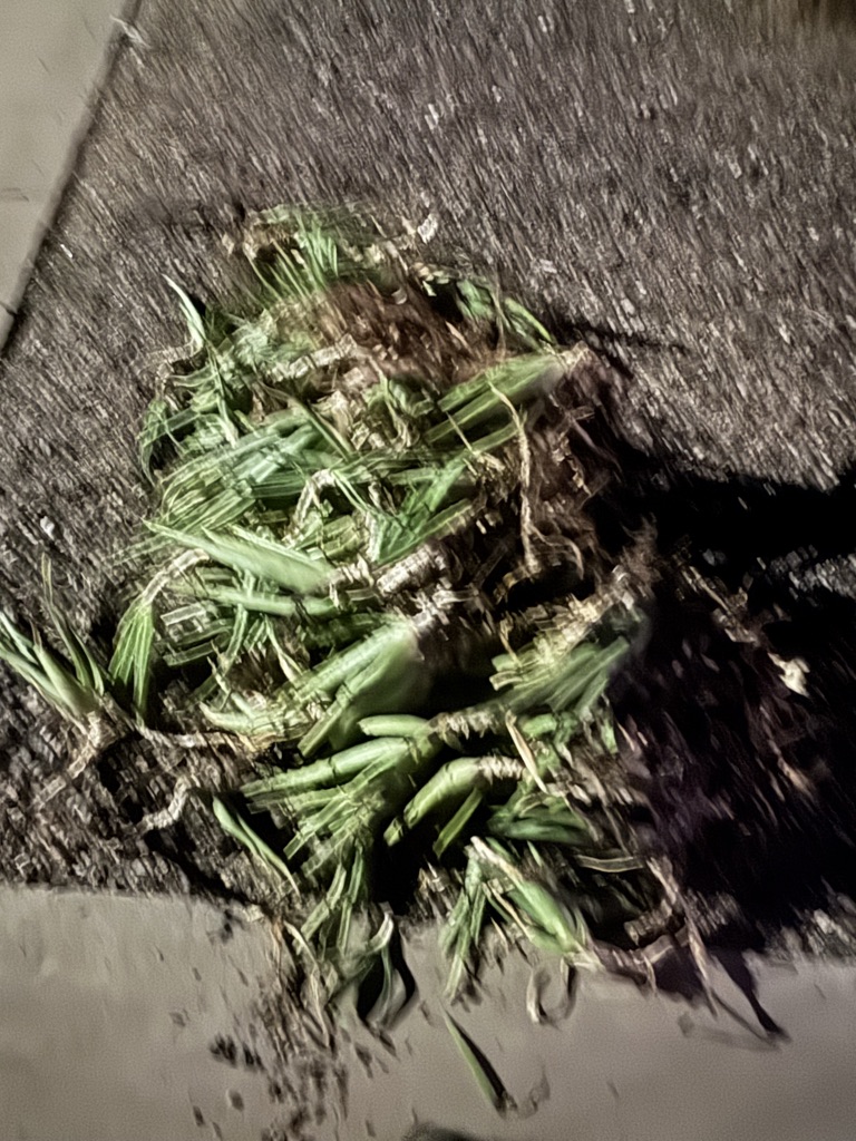 FREE ALOE Plants