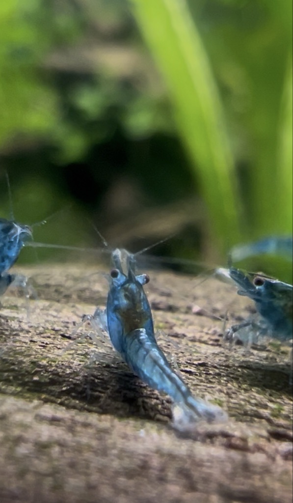 Free Aquarium Decor Shrimp
