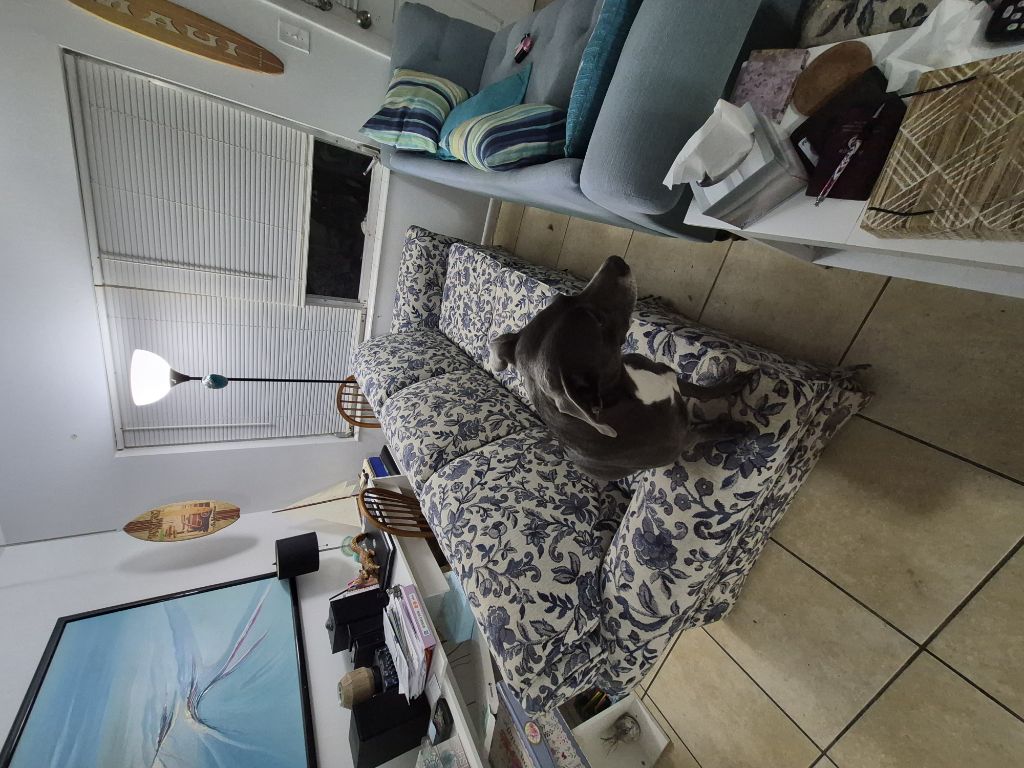 Free Sofa Bed
