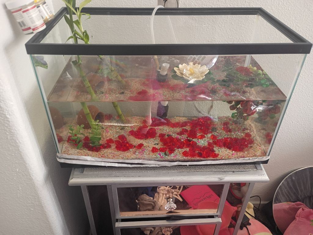 Free Fish tank and two fish