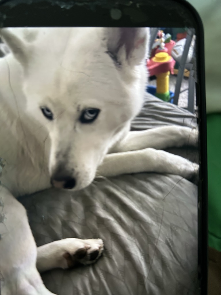 Free White albino husky girl dog