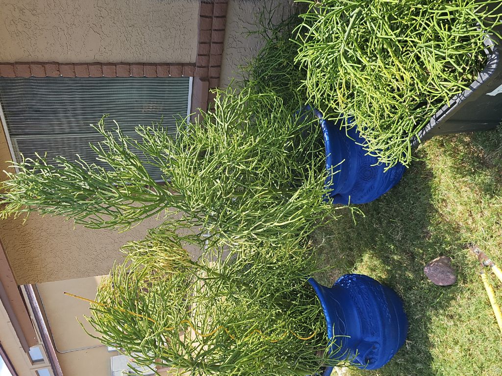 Free pencil cactus