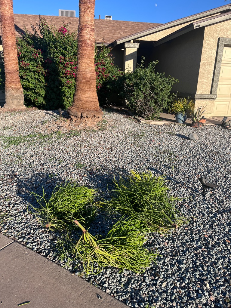 Free 🌵 FREE Firestick  Cacti 🌵