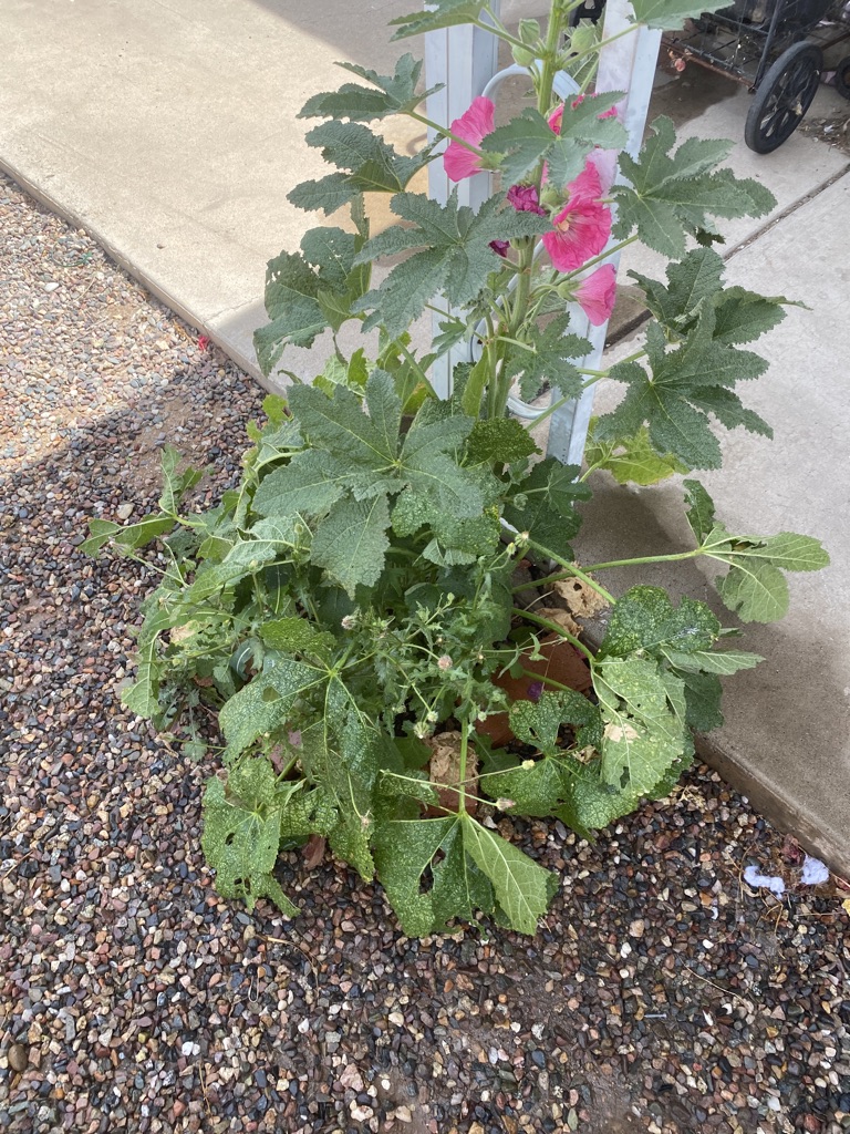 Free Hollyhawk seeds