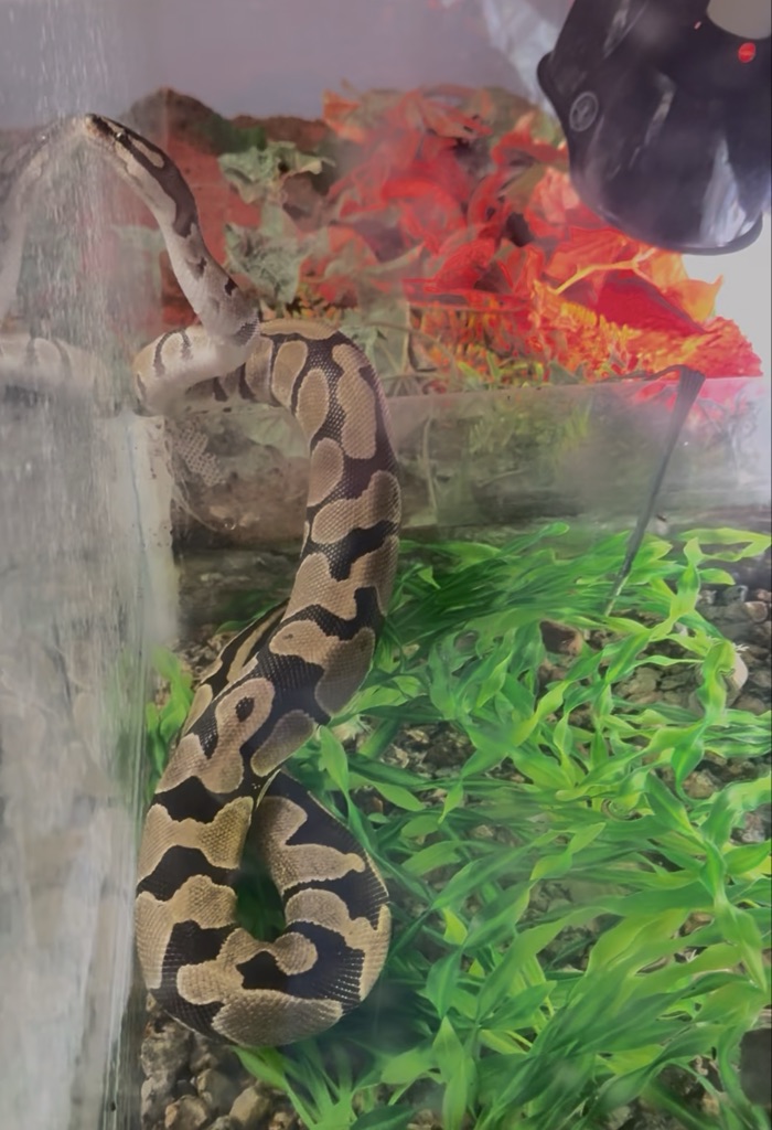Free Snake and tank