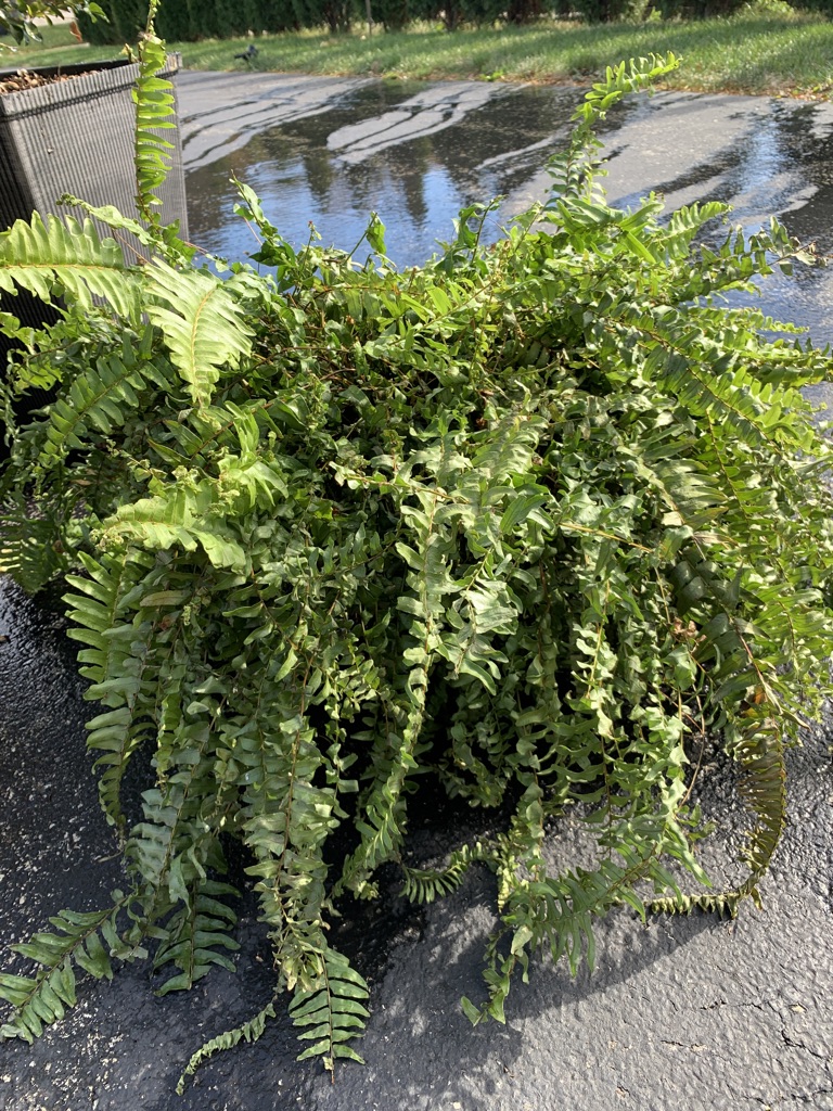 Free Healthy Fern - Free