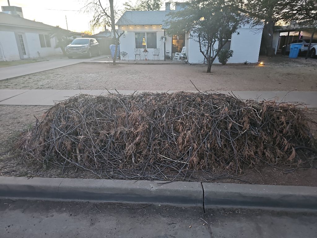Free Firewood / Dry Branches – You Haul