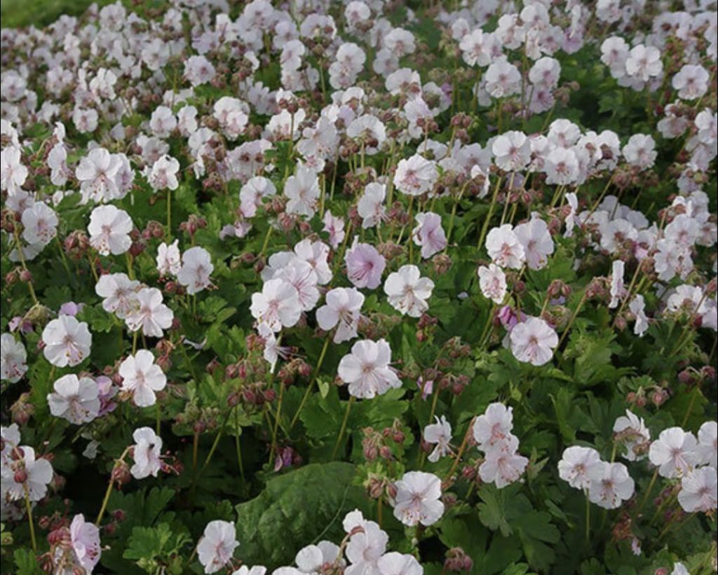 Free Cranesbill Geranium Rhizomes