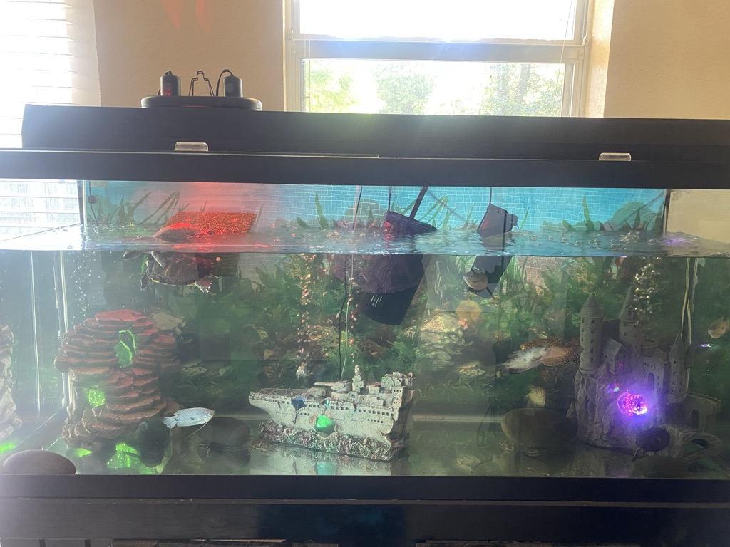 Free 120gl fish tank