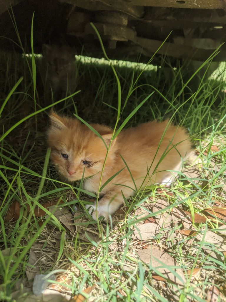 Kittens 🐈 beautiful not mine at all. Momma left them and am kinda stuck