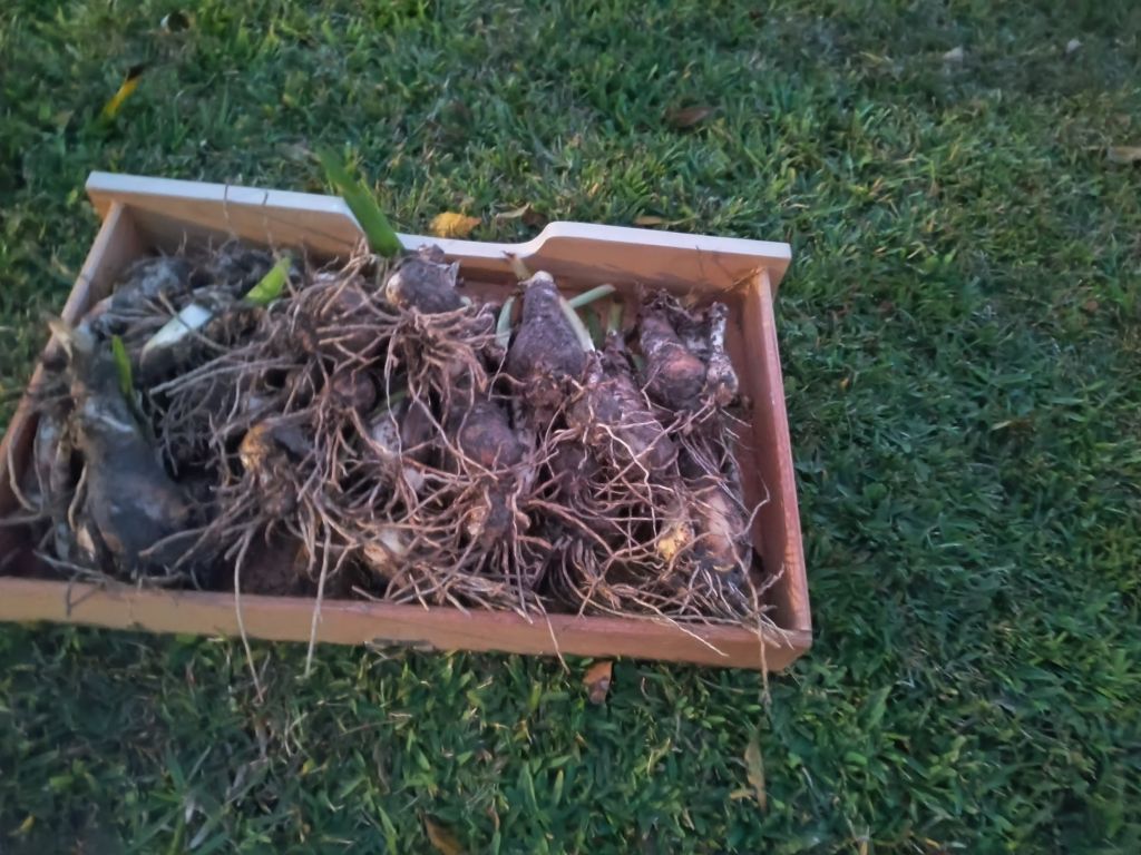 Free Spider Lily Bulbs