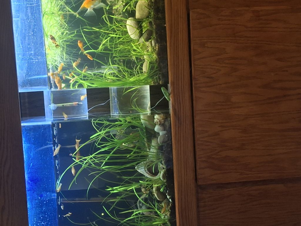 Free aquarium
