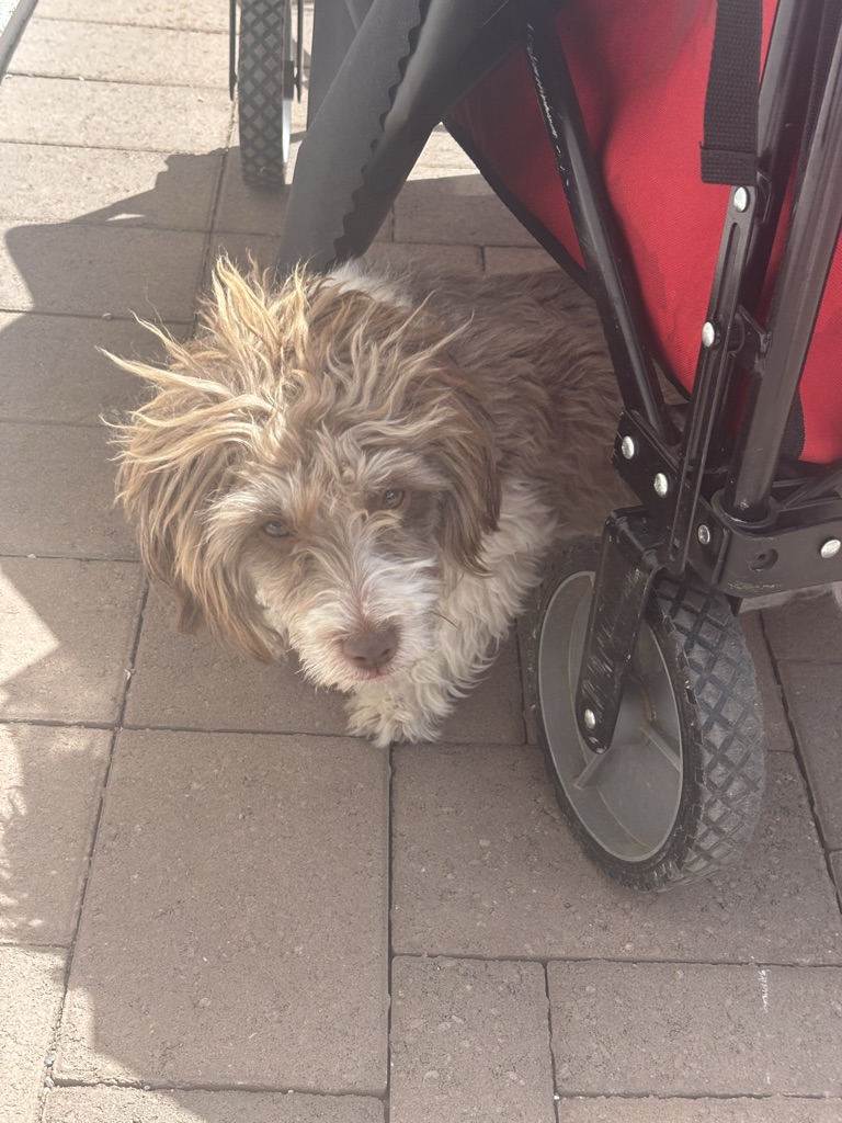 Free Need a home